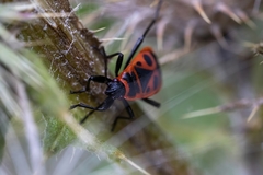 Pyrrhocoris apterus