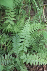 Athyrium yokoscense