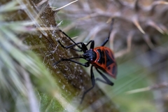 Pyrrhocoris apterus