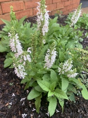 Salvia