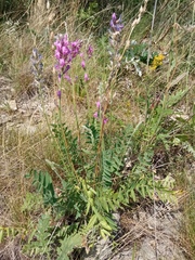 Oxytropis knjazevii