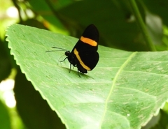 Isapis agyrtus