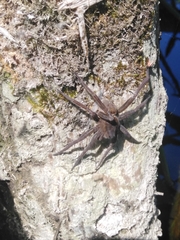 Dolomedes plantarius