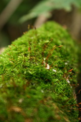 Bryopsida