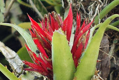 Aechmea recurvata