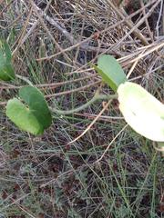 Smilax aspera