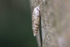 Clausilia