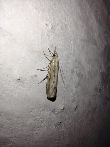 trávovec trávový (Agriphila tristella)