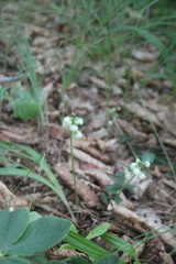 Pyrola japonica