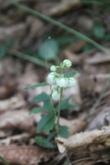 Pyrola japonica
