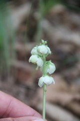 Pyrola japonica