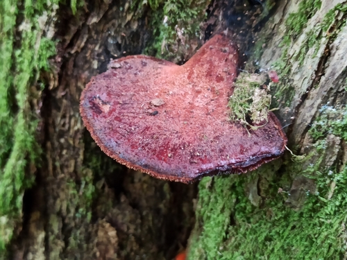 Pečeňovec dubový (Fistulina hepatica)