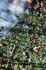 Indigofera sp-aff-humifusa