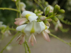 Styphnolobium japonicum