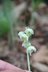 Pyrola japonica