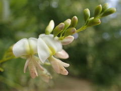 Styphnolobium japonicum