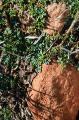 Indigofera sp-aff-humifusa