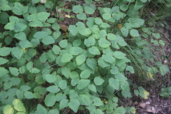 Thalictrum filamentosum