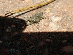 Paratettix mexicanus