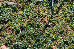 Indigofera sp-aff-humifusa