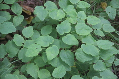 Thalictrum filamentosum