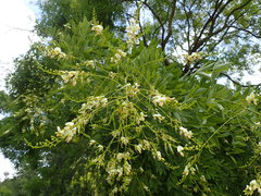 Styphnolobium japonicum