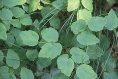 Thalictrum filamentosum