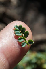 Indigofera sp-aff-humifusa