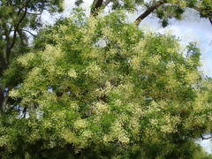 Styphnolobium japonicum
