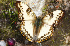 Cymothoe alcimeda alcimeda