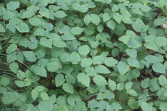 Thalictrum filamentosum