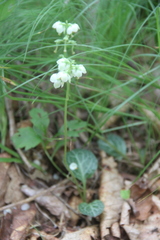 Pyrola japonica