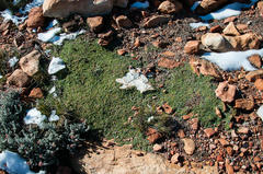 Indigofera sp-aff-humifusa