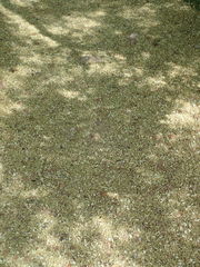 Styphnolobium japonicum