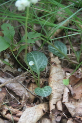 Pyrola japonica