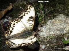 Cymothoe alcimeda alcimeda