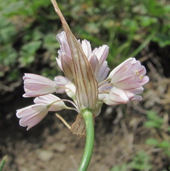 Allium kunthianum