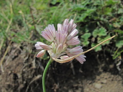 Allium kunthianum