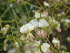 Styphnolobium japonicum