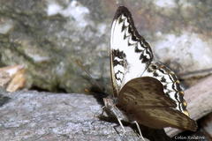 Cymothoe alcimeda alcimeda