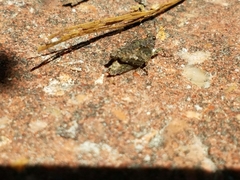 Paratettix mexicanus