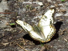 Cymothoe alcimeda alcimeda