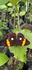 Adelpha leucophthalma