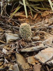 Coryphantha erecta