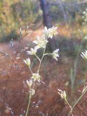 Anticlea elegans elegans