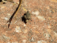 Paratettix mexicanus