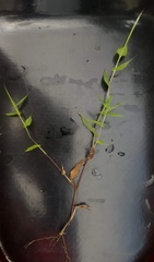 Arthraxon lancifolius