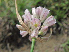 Allium kunthianum