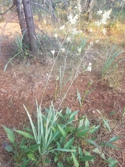 Anticlea elegans elegans