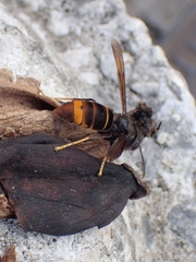 Vespa velutina